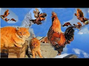 Сибирские деревенские кошки и Павловские куры Siberian Farm cats and Pavlovskie Chickens