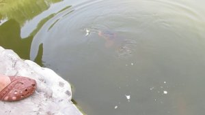 Пекин. Парк национальностей. Карпы, утка и гусь 3.