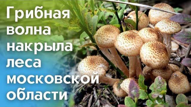 Грибы в Московской области. Август 2021 года. смотреть онлайн