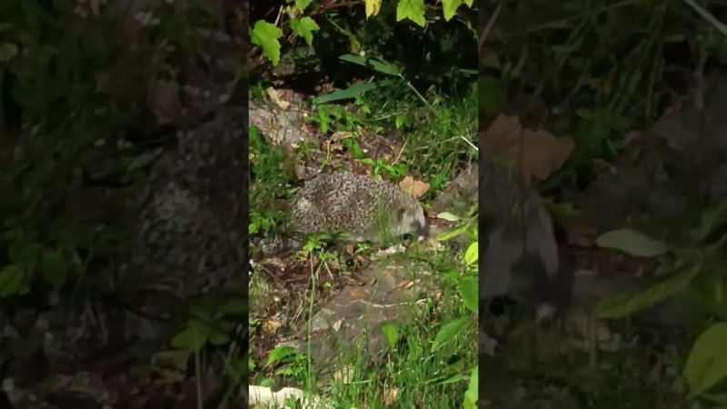 Ёжик - мой друг вернулся, отведать шашлыка! #animals , #ежи, #ёжик, #hedgehog