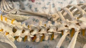 Ударные методы разжатия суставов, перед мануальной декомпрессией всего позвоночника. Часть 3.