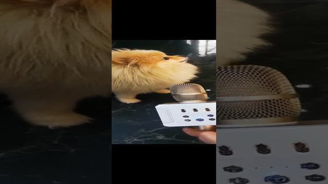 шпицуля Лакки и его стиль пения 🥳: РЭП 😅