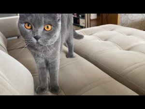 КАК РАЗВЕСЕЛИТЬ КОТА?