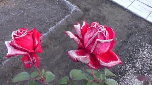Розы после осеннего заморозка