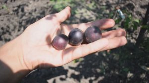 Черрикос (гибрид абрикоса и алычи) - Агро Сад