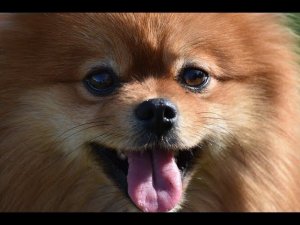 Моя собачья жизнь с щенками 3. Щенки щпица. My dog life with puppies 3. Spitz puppies.