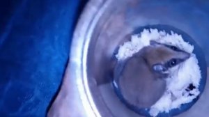 спасение животного