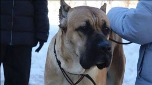 ДТ - 294. Агрессия кане-корсо на собак и людей - работа с кинологами до года без результата