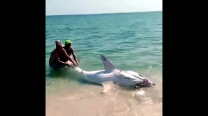 Shark Rescue. Спасение акулы #shortsclip #mermaid #shortsvideo