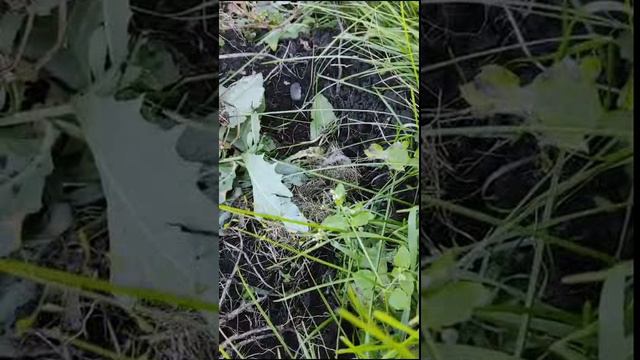 Мышка все же нашла своего Мышонка, убежавшего из гнезда.