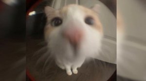 One More Night - Maroon 5 (sped up)