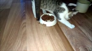 Котенок пытается закопать сухой корм с миской
