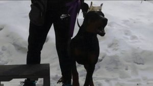 ДТ - 305. Лающий доберман: итоги методики ПП