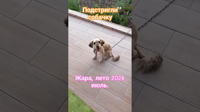 Постригся пёсик.