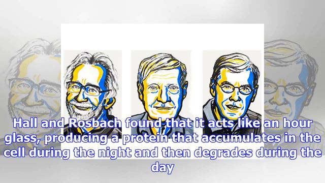 Medicine nobel for scientists who unpicked our body clocks смотреть онлайн