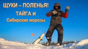 Щуки-поленья, кругом тайга и сибирские морозы