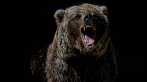 В России все чаще медведи нападают на людей. Как себя вести при встрече с хищником?