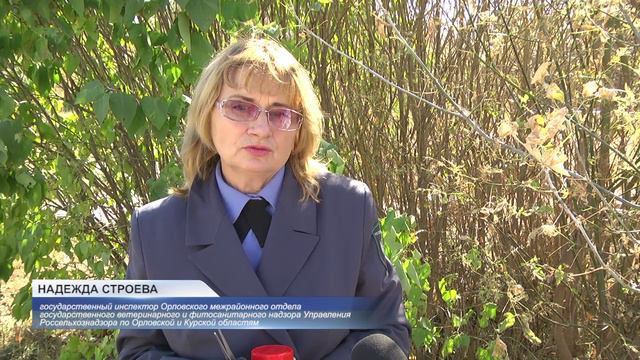 ЗАМОРСКИЙ ВРЕДИТЕЛЬ