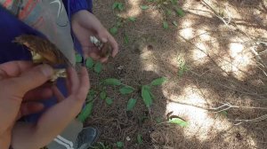 ПО ГРИБЫ В ЛЕС! ГРИБЫ ИДУТ И МЫ ЗА НИМИ!