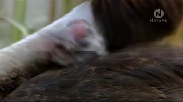 Богемия -- год среди болот смотреть онлайн