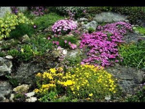 Альпинарий, красивые идеи