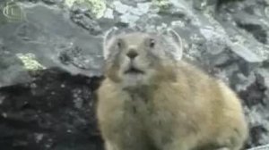 Температурные адаптации животных. Гомойотермные животные