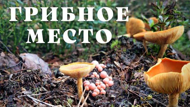 Нашел грибное место в московской области, где растут грибы-великаны. смотреть онлайн