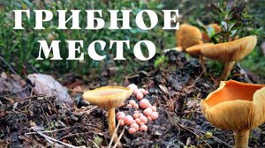 Нашел грибное место в московской области, где растут грибы-великаны.