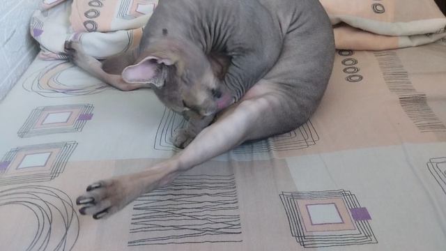 Чистюля сфинкс