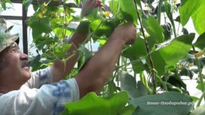 Омоложение кустов огурцов