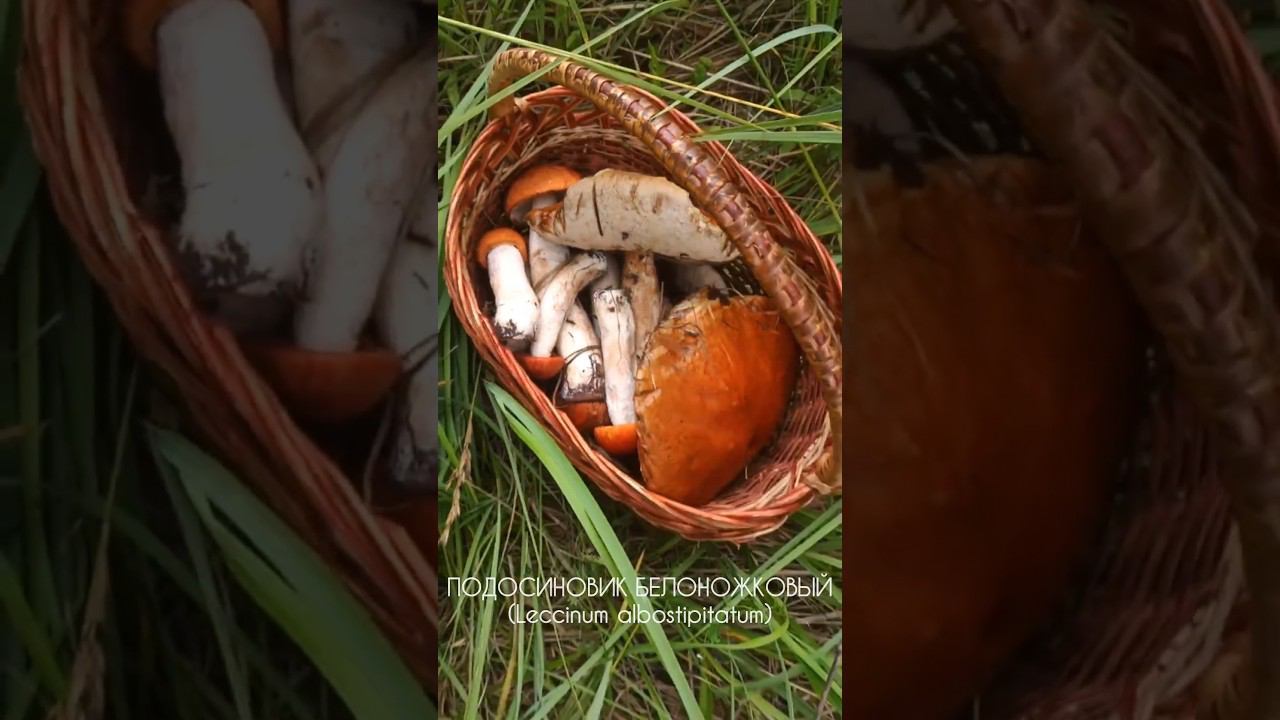 Гриб Подосиновик Белоножковый - Самый красивый из подосиновиков смотреть онлайн