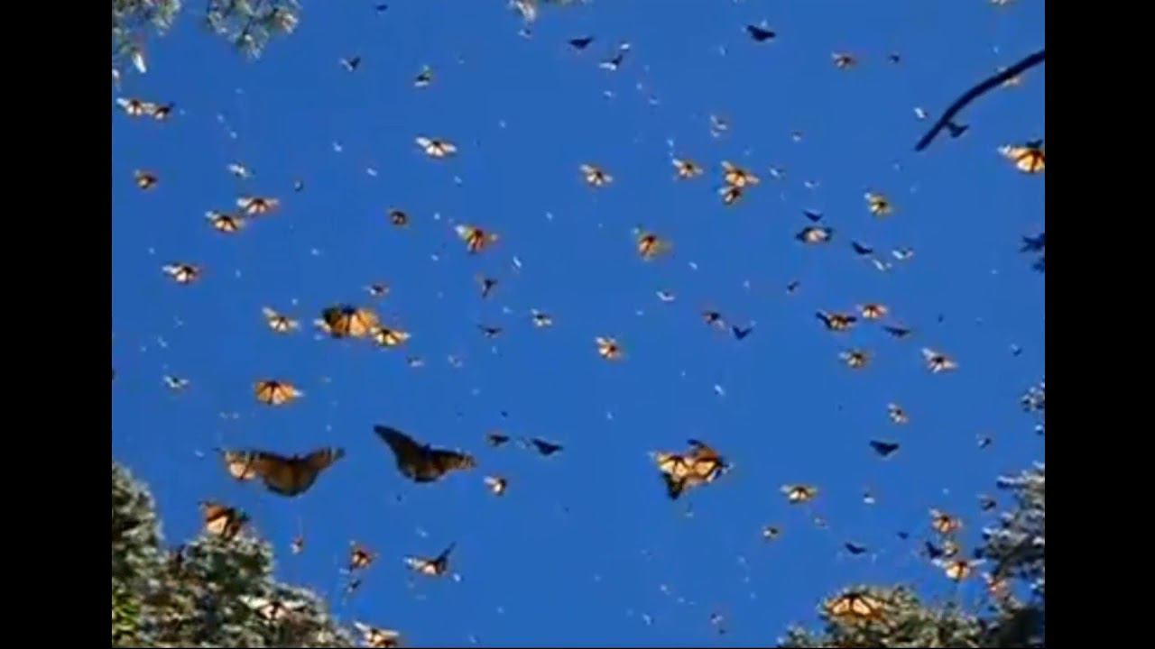 Блик_Полет Бабочки
