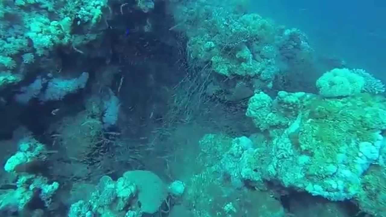 Diving GoPro Hero3