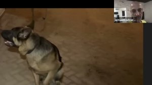 Важная информация для владельцев немецких овчарок