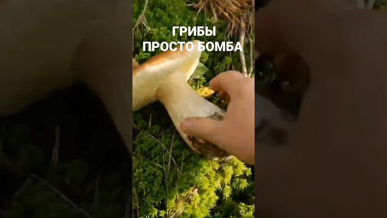 БЕЛЫЕ ГРИБЫ - Ты не поверишь, это просто бомба! #shorts #грибы #белыйгриб смотреть онлайн