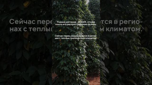 Думали, что перец горошком - это растение обычного🌶️? #перец #интересно #shorts #топ #инд