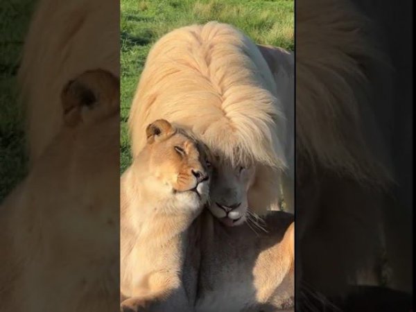 Lion's love. Львиная любовь. #shortsclip  #shortsvideo #vladlena #travel #nature