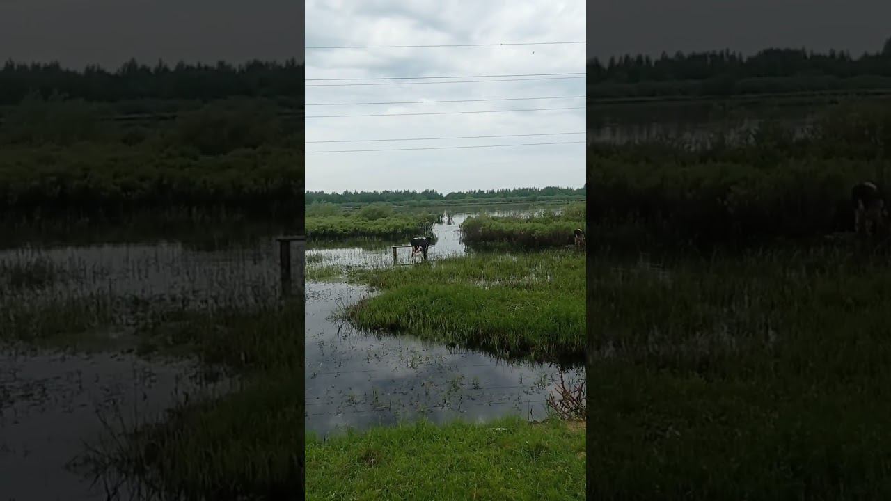 У нас как в Индии коровы словно буйволы в воде)