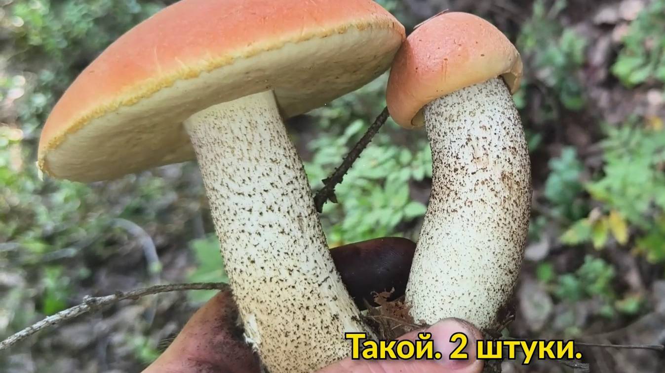 Грибник ОШАРАШЕН, увидев МИЛЛИОН КРАСНЫХ ГРИБОВ! Грибники ТАКОГО НЕ ОЖИДАЛИ! КРАСНЫЕ Грибы
