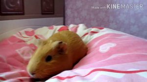 Из жизни морских свинок (часть 1)