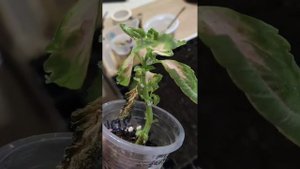 Мучнистый червец на колеусах. Как он выглядит? Врага нужно знать в лицо