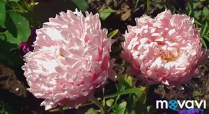 Дачные сюжеты. Цветы и краски уходящего лета.
