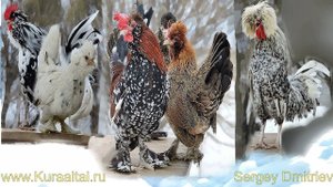 #Алтайская_Бентамка #Altai_Bantam #Chickens 2019  Barnaul , Altai