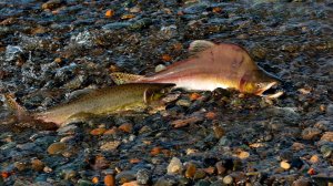 Обернуться белым лебедем