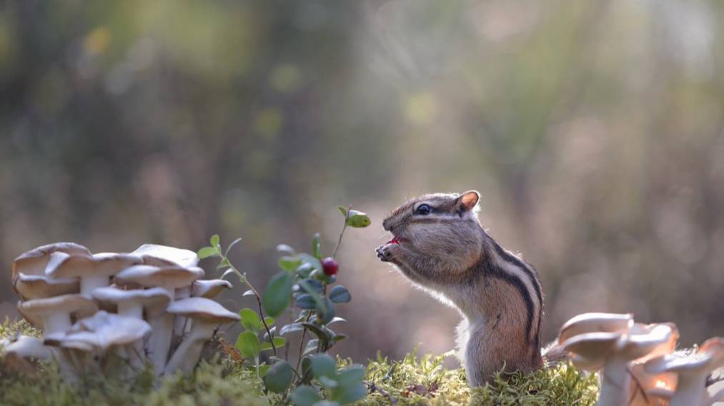 Глазами салажонка смотреть онлайн