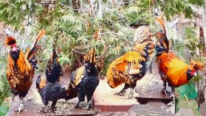 Декоративные куры Павловские #куры #Pavlovskie_chickens, #chickens #Decorative_breeds_of_chickens