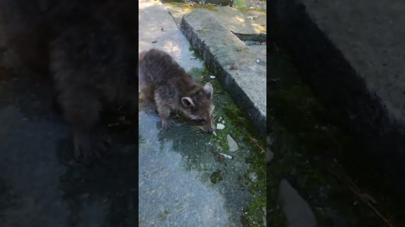 Meeting with raccoons. Встреча с енотами #nature #shortsvideo #shortsclip #travel #vladlena