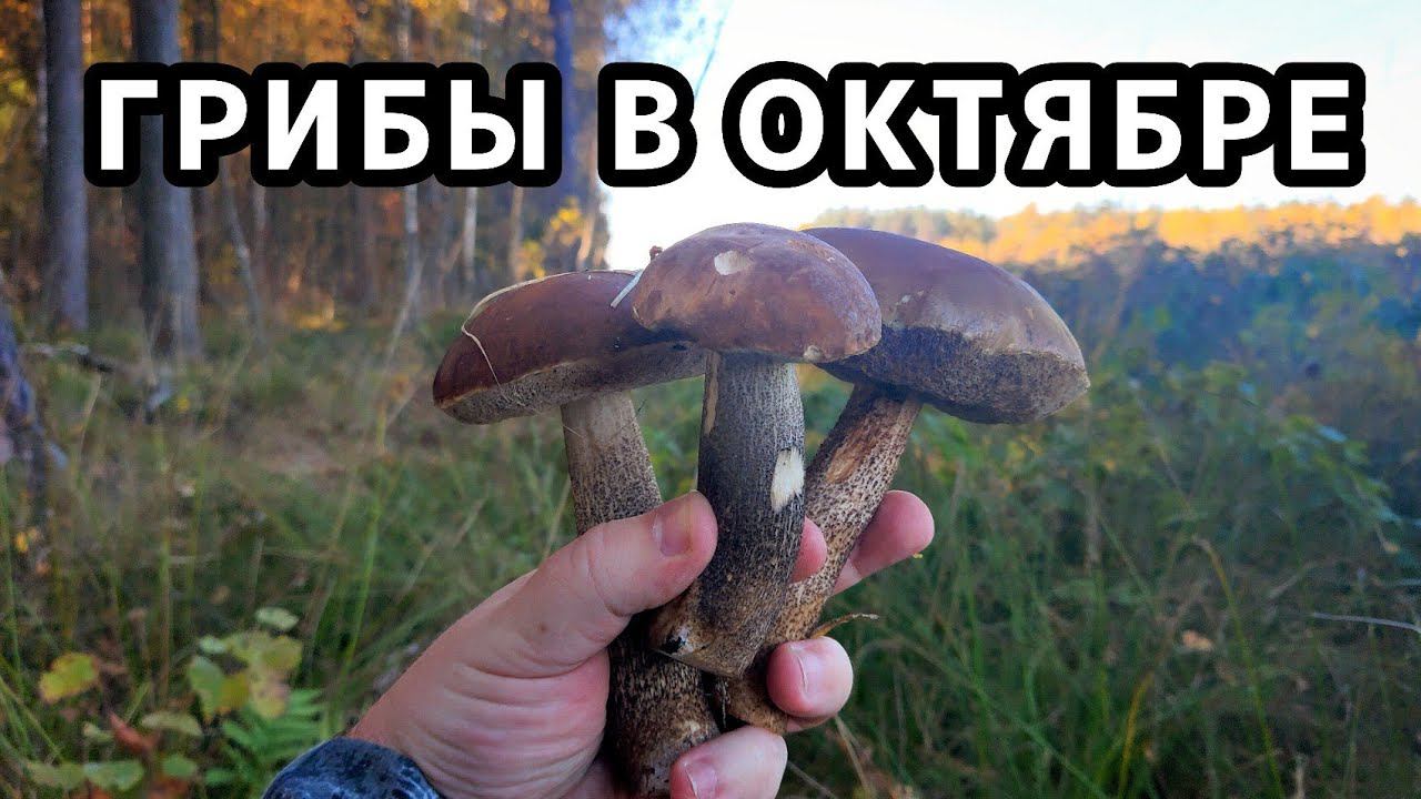 Грибы в октябре. Удачное закрытие грибного сезона в подмосковье. (06.10.2021) смотреть онлайн