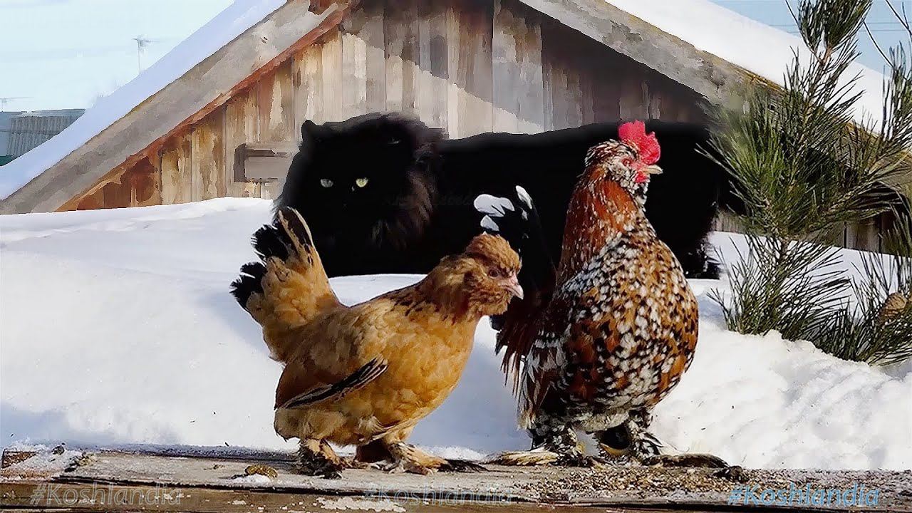 Жили-были Кот да Петух, #Сибирские_кошки и куры, Siberian_cats and   #rooster #chicken