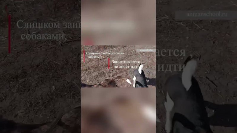 Результаты обучения на курсе "Искусство общения с собакой"